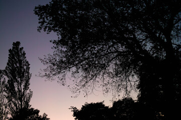 Fototapeta premium 木々