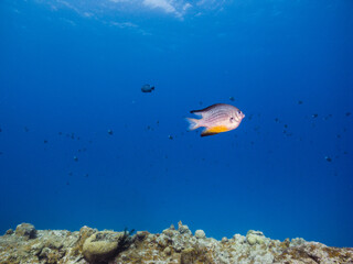 coral reef with fish, blue background. Ie Island, Okinawa, Japan