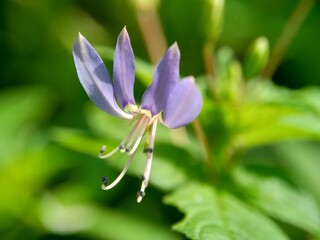 Macro shot of Cleome rutidosperma (fringed spider flower, purple cleome, maman ungu, maman lanang)...