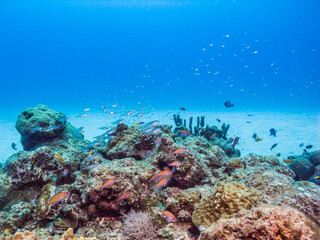 Naklejka na ściany i meble coral reef and fishes. blue background. Ie Island, Okinawa, Japan