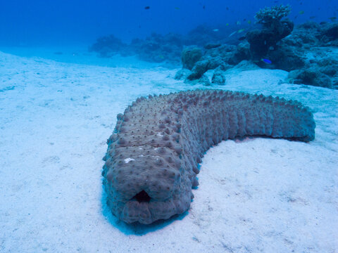 Huge sea cucumber (Stichopus) crawling on the coral sand seabed. Ie Island, Okinawa, Japan