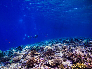 Naklejka na ściany i meble Scuba diver and coral reef. Ie Island, Okinawa, Japan