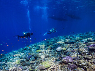 Scuba diver and coral reef. Ie Island, Okinawa, Japan