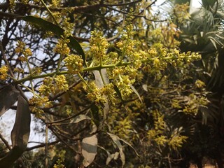 mango flower