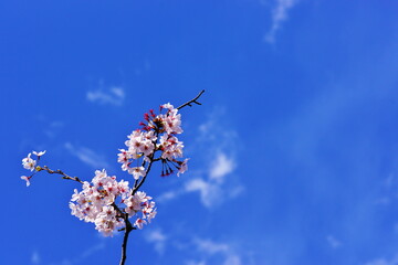 春の青空の下で咲き誇るさくら