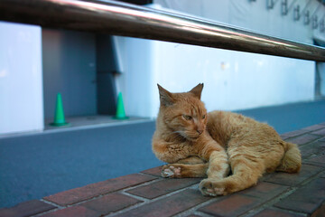 cat