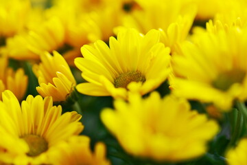 満開の菊の花園