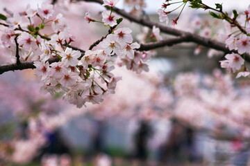 春真っ盛り！桜乱舞