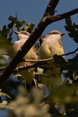 Two Western Kingbird Juveniles Perched Together in a Tree