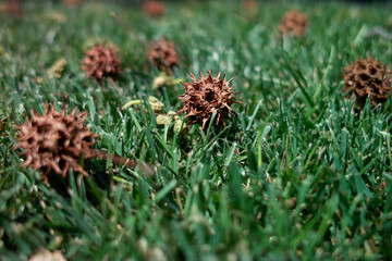 brown