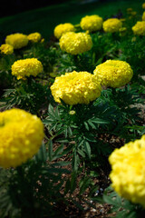 flower1