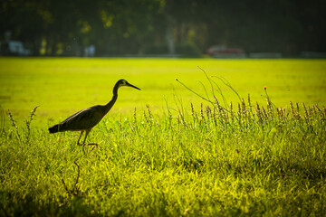 Beautiful heron bird walking in green grass