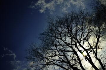sky and tree