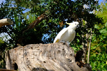 New Zealand Auckland - Sulphur-crested cockatoo (Cacatua galerita) in Auckland Zoo
