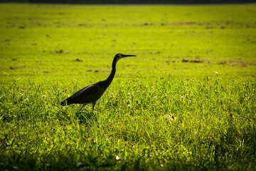 Beautiful heron bird walking in green grass