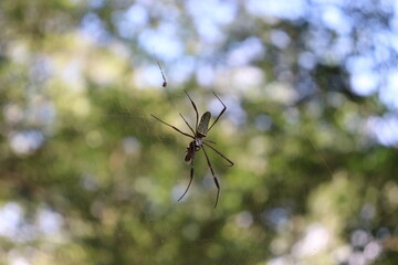 Spider in the middle of nature, digesting insect