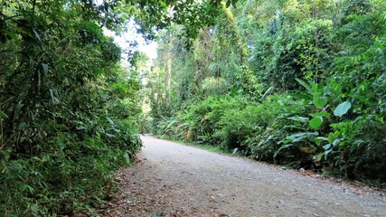 path in the forest jungle