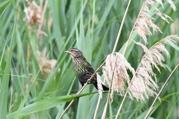 Red-winged Blackbird, male, juvenile, perched on a twig, in the middle of reeds
