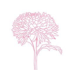 beautiful blooming flower. minimal style. vector illustration.