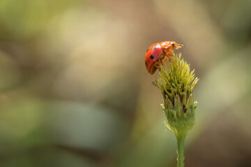 Close up of Ladybug Creeping at the top of grass plant