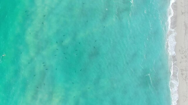 Sharks in Water Haulover Park Florida Drone Video