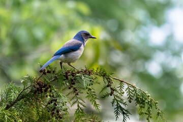 Obraz premium Blue Jay on a pine tree branch