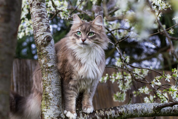 Naklejka na ściany i meble Green-eyed adorable cat sits on blooming plum tree