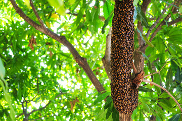 bees hive on the branch tree in the garden