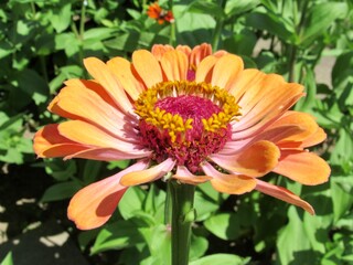 orange dahlia flower
