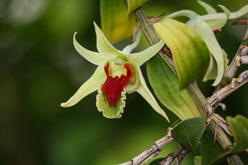 red and yellow orchid