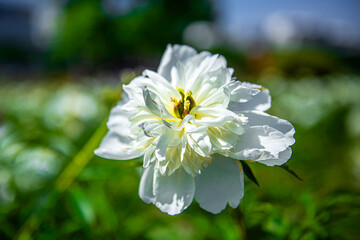 Beautiful Paeonia Lactiflora Pall flower close up in the garden. 