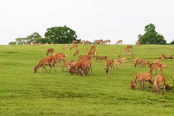 奈良の鹿の群れ