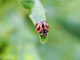 ladybug close-up with nature background, ladybug holding green leaf with legs.