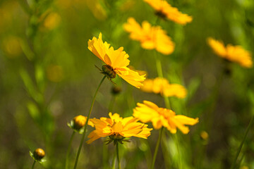 Beautiful yellow Golden wave flower,Lance Coreosis background blue sky. 