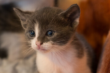 Domestic gray and white kitten head close-up 