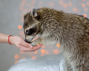 The owner feeds a cute fluffy raccoon from his hand