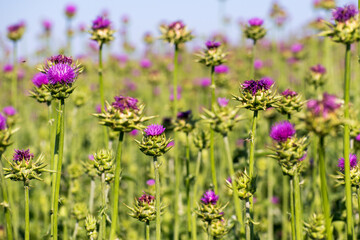 Purple flower with jagged bulbous support. Wild flower. Scottish Thistle.