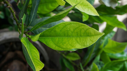 close up of green leaves