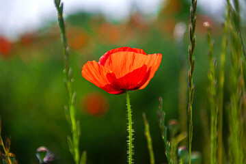 Beautiful floral red and violet Poppy field, Papaver Rhoeas flower in green field. 