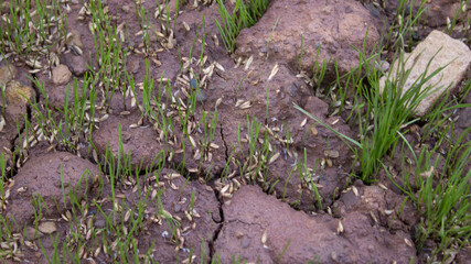 Freshly Planted Grass Seed Starting to Grow