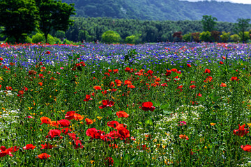 Beautiful field,. Cornflowers, Centaurea cyanus, bachelor's button in spring time.
