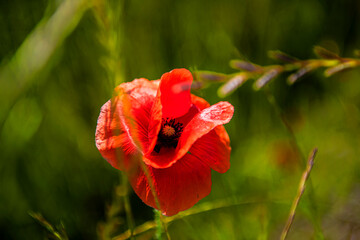 Beautiful floral red and violet Poppy field, Papaver Rhoeas flower in green field. 
