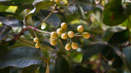 olives on tree