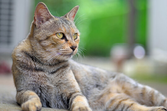 155 件の最適な どらねこ 画像 ストック写真 ベクター Adobe Stock