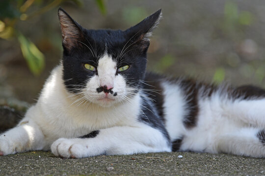 155 件の最適な どらねこ 画像 ストック写真 ベクター Adobe Stock