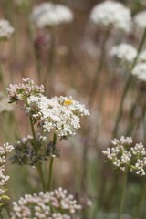 Small pink Cluster flowers displayed from East Mojave Buckwheat, Eriogonum Fasciculatum, Polygonaceae, native perennial shrub in the margins of Joshua Tree City, Southern Mojave Desert, Springtime.