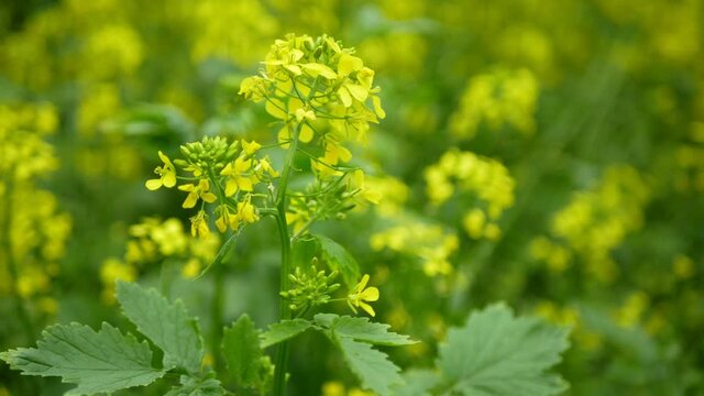 Flowering white mustard Sinapis alba detail close-up field, farm bio organic farming, soil climate change, landscape agriculure land environmental blossoming blossom plant agricultural, biofuel
