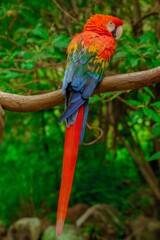 flying parrots of south america full colors in zoological parks of venezuela 