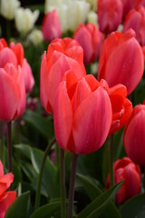 Fototapeta premium Tulip