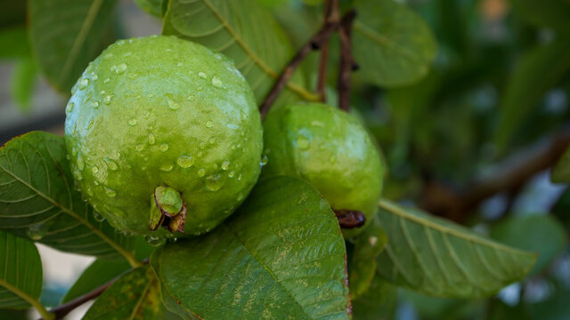 Guava on the tree